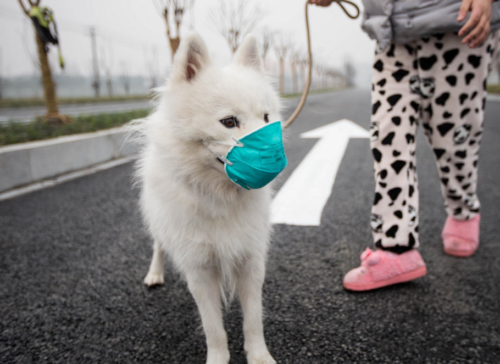 犬用マスク