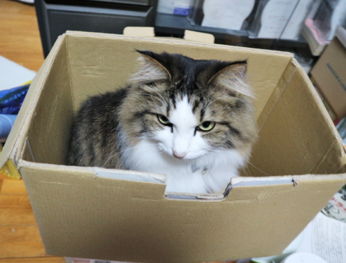 箱にはいる猫