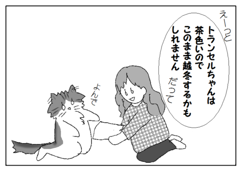 猫ブログ