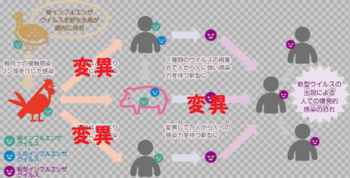 鳥インフルエンザ感染経路