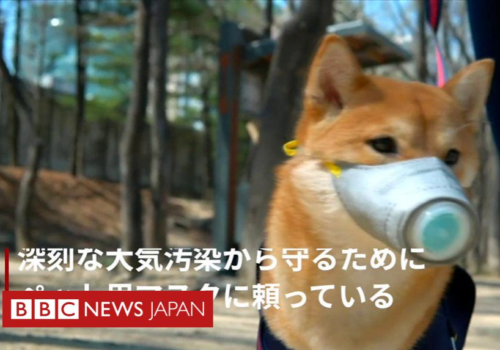 犬用マスク